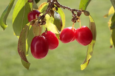 Cornelian cherry,