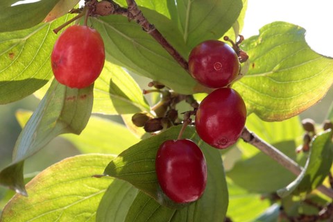 Cornelian cherry,