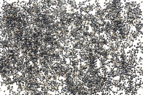 Mexican Chia, sage