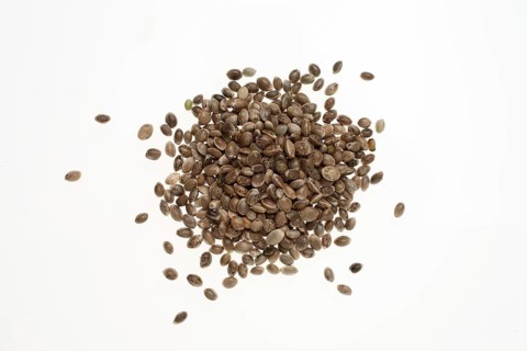 Hemp seeds or hemp nuts, Canabis sativa
