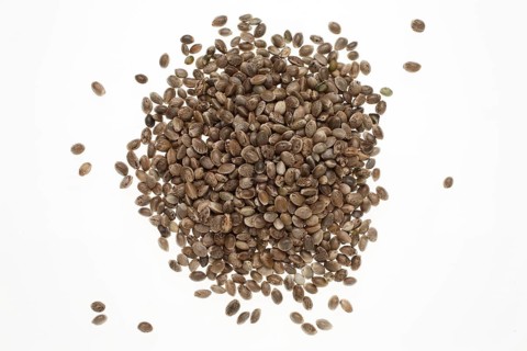 Hemp seeds or hemp nuts, Canabis sativa