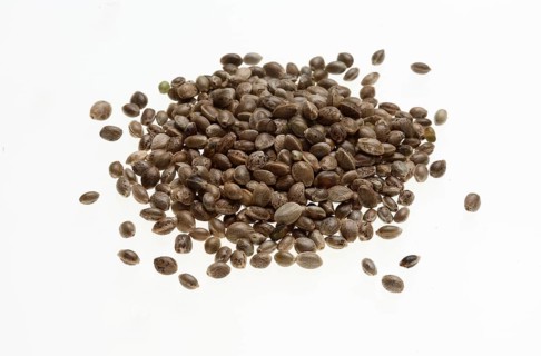 Hemp seeds or hemp nuts, Canabis sativa