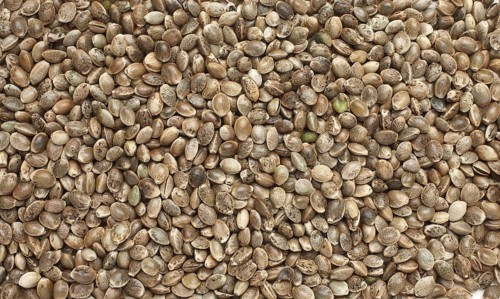 Hemp seeds or hemp nuts, Canabis sativa