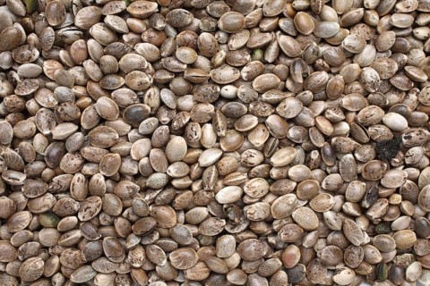Hemp seeds or hemp nuts, Canabis sativa