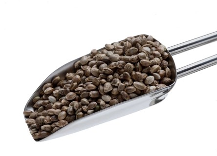 Hemp seeds or hemp nuts, Canabis sativa