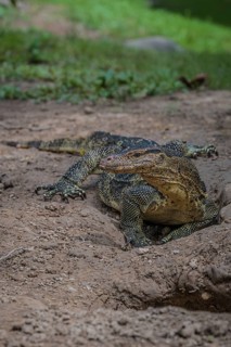 Monitor lizard,