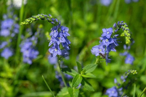 Austrian broadleaf speedwell,