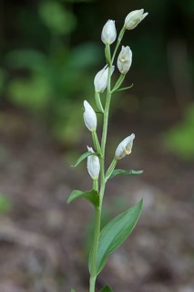 White white helleborine,