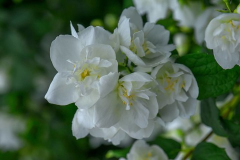 Flowers of a European pipe-bush, sweet mock-orange