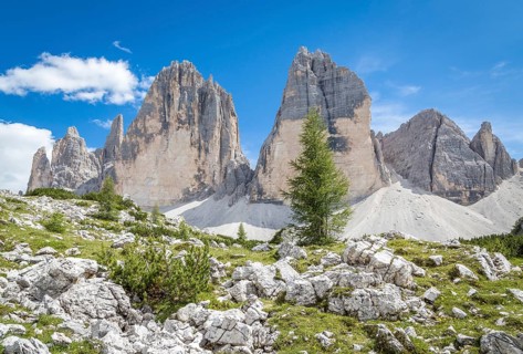 Scree field with individual conifers, Drei Zinnen mountain range in the background