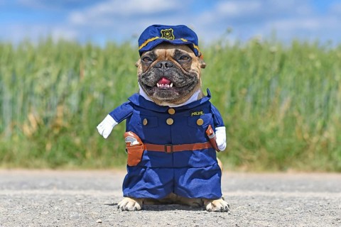 Funny French Bulldog dog in police officer costume with fake arms standing in front of meadow,