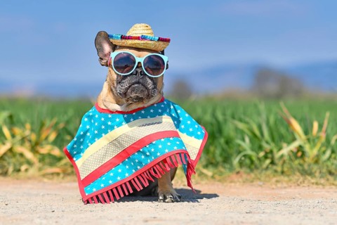 Funny French Bulldog dog dressed up with sunglasses, a colorful straw hat and poncho gown in front of blurry meadow in summer