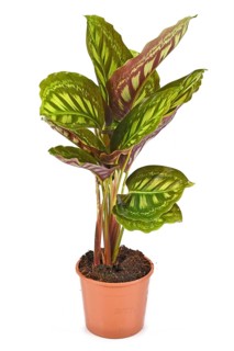 Calathea Flamestar tropical house plant with beautiful striped pattern in flower pot isolated on white background,