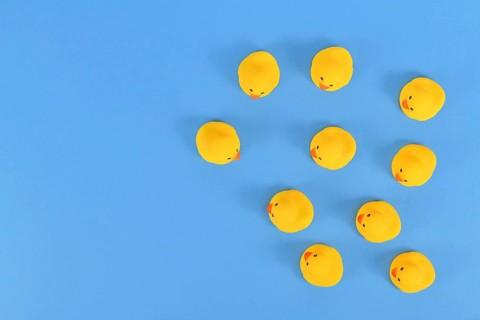Top view of many yellow rubber ducks on blue background with copy space,