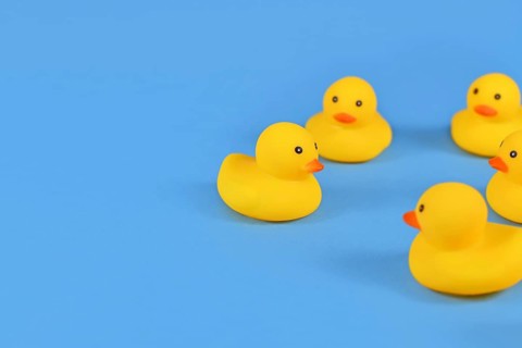 Yellow rubber ducks on blue background with copy space,