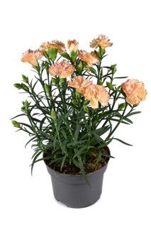 Orange 'Dianthus Caryophyllus' flowers in pot on white background,