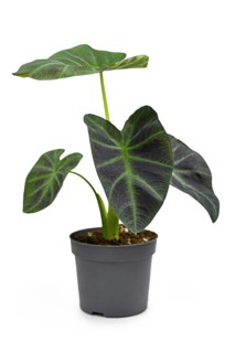 Tropical,