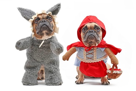 French Bulldogs dressed up as fairytale characters Little Red Riding Hood and bad wolf with full body dog Halloween costumes with fake arms isolated on white background,