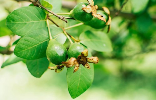 A pair of small growing guavas hanging on a branch, new guava harvest concept