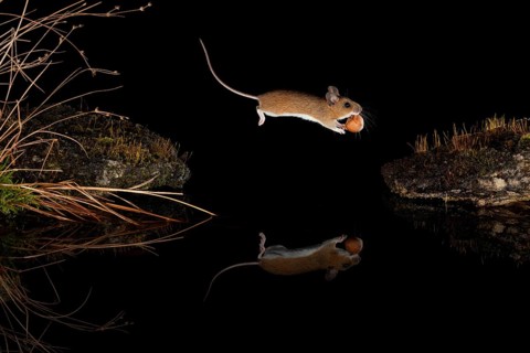 Yellow-necked mouse,