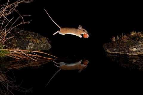 Yellow-necked mouse,
