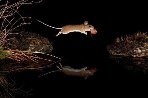 Yellow-necked mouse,