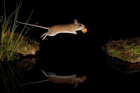 Yellow-necked mouse,