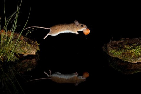Yellow-necked mouse,
