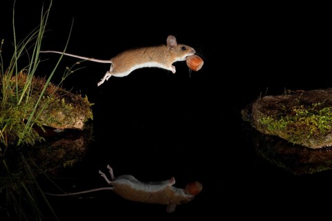 Yellow-necked mouse,