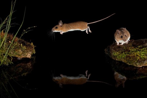 Yellow-necked mouse,