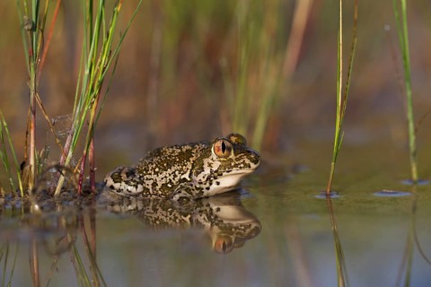 Syrian spadefoot,