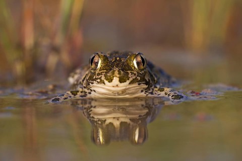 Syrian spadefoot,