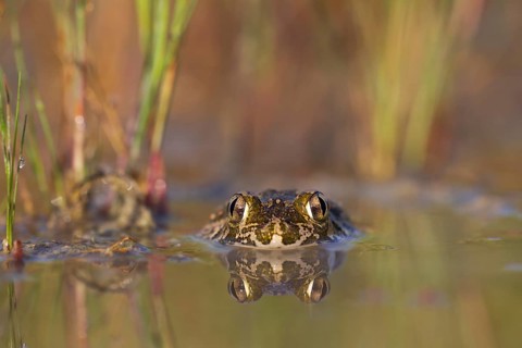Syrian spadefoot,