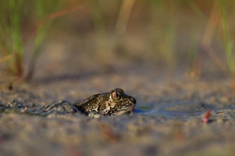Syrian spadefoot,