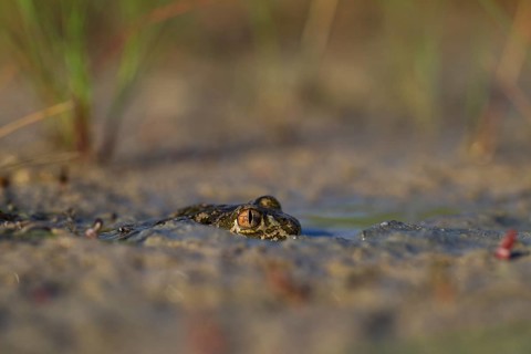 Syrian spadefoot,
