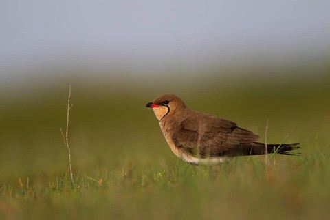 Collared pratincole,