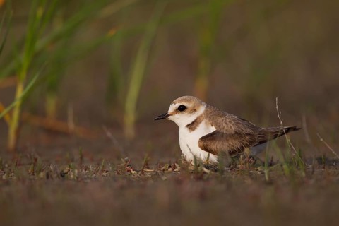 Kentish Kentish Plover,