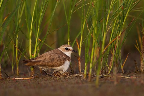 Kentish Kentish Plover,