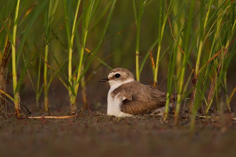 Kentish Kentish Plover,