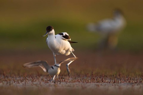 Black-capped avocet,