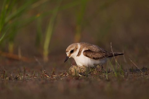 Kentish Kentish Plover,