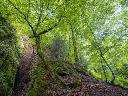 Drachenschlucht, a gorge near Eisenach in the Thuringian Forest in the nature reserve