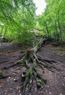 Tree roots in the Drachenschlucht, a gorge near Eisenach in the Thuringian Forest in the nature reserve "Forests with gorges between Wartburg and Hohe Sonne"