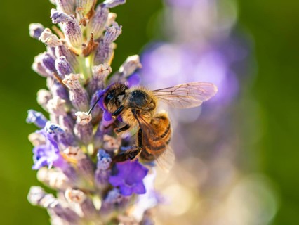 European Honey Bee,