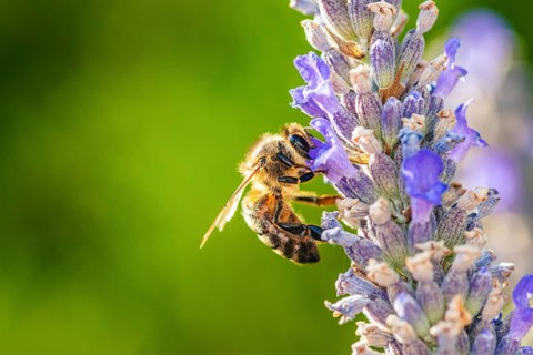 European Honey Bee,
