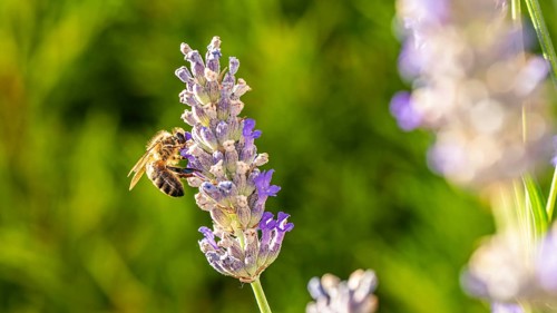 European Honey Bee,