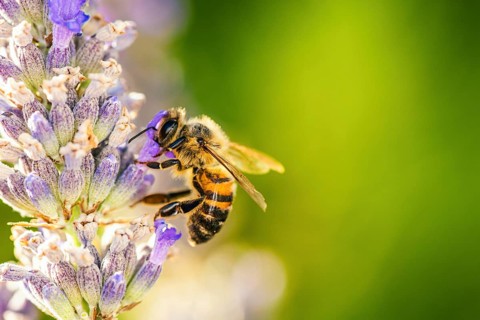 European Honey Bee,