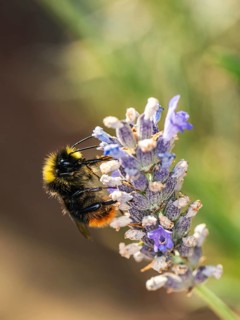 Red-tailed Bumblebee, Bombus lapidariusÂ on lavender flowers