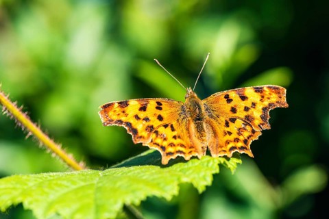 Comma,
