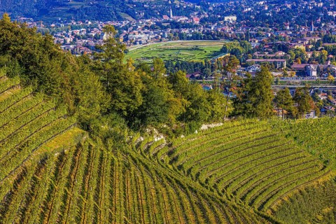 Malign vineyards, behind the spa town of Merano with the racecourse